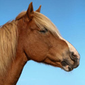 trotse paarden fotowedstrijd