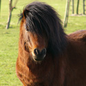 stolze Pferde