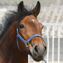 trotse paarden fotowedstrijd