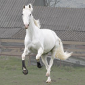 trotse paarden fotowedstrijd