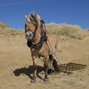 trotse paarden fotowedstrijd