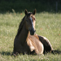 trotse paarden fotowedstrijd